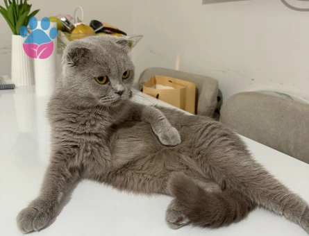 Scottish Fold 2 Yaşında Eş Arıyorum