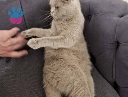 Scottish Fold 2 Yaşında Eş Arıyorum