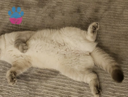 Scottish 1,5 yaş dişi kedimize eş arıyoruz