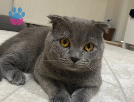 Scottish Fold 9 aylık oğluma dişi arıyorum