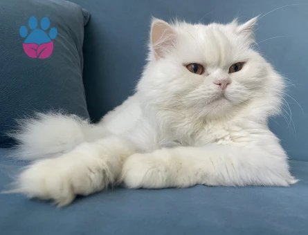 iran chinchila karışımı oğluma eş arıyoruz