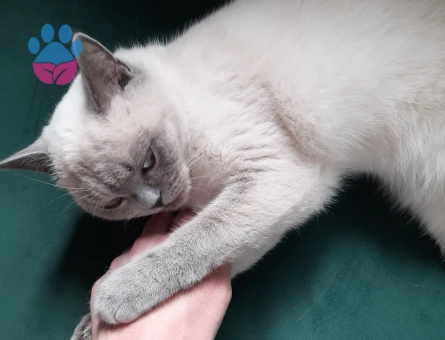 1 yasindaki kizimiza es ariyorum