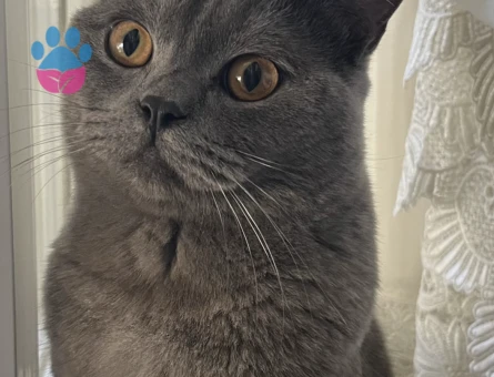 British Shorthair 1 Yaşında Eş Arıyor