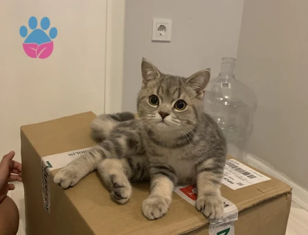 Oğluma eş arıyoruz