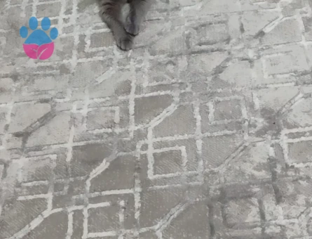 6 aylık dişi british shorthair