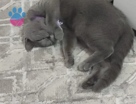 6 aylık dişi british shorthair