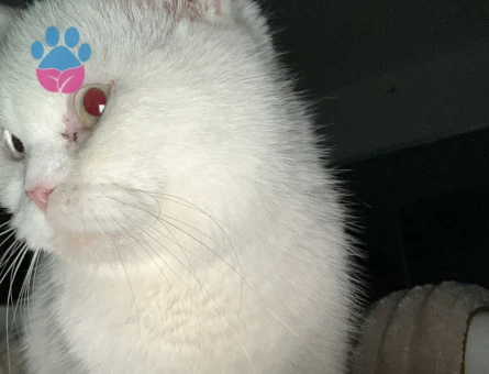 British Shorthair Kızımıza Eş Arıyoruz