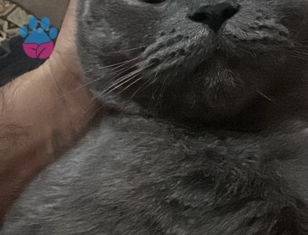 Bal gözlü oğluma eş arıyorum