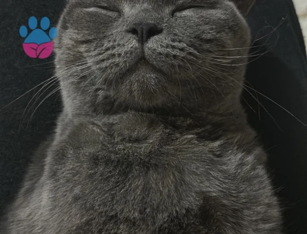 Bal gözlü oğluma eş arıyorum