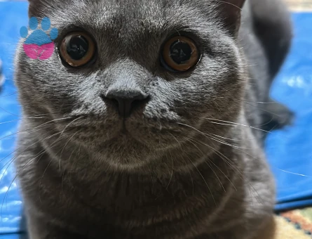 Bal gözlü oğluma eş arıyorum