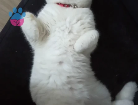 British SHorthair 4 Yaşında Kedim Eş Arıyor