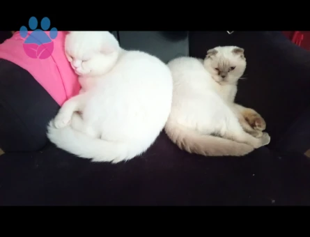 British SHorthair 4 Yaşında Kedim Eş Arıyor