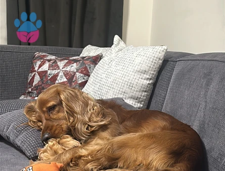 American Cocker 2 Yaşında Erkek