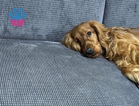 American Cocker 2 Yaşında Erkek