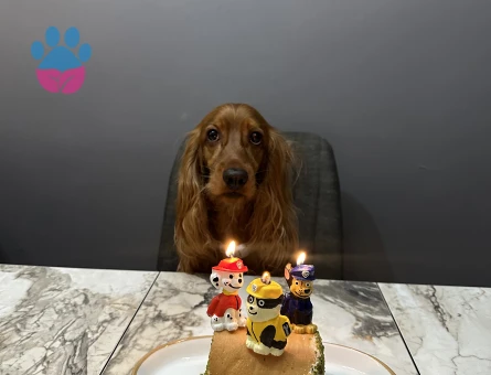 American Cocker 2 Yaşında Erkek