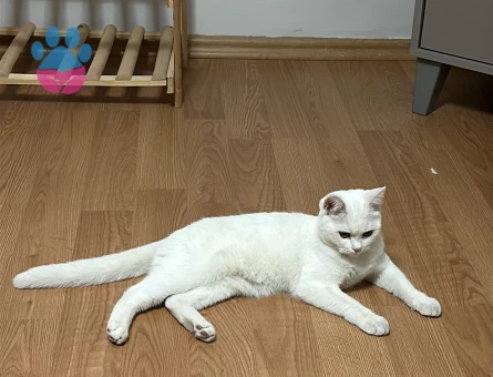 British Shorthair 11 Aylık Eş Arıyor