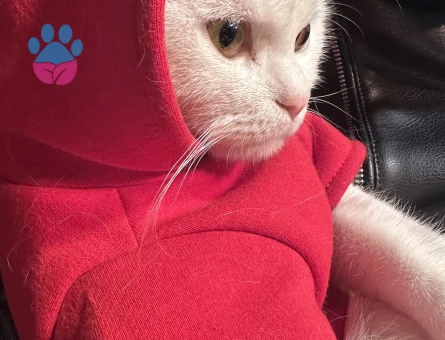 British Shorthair 11 Aylık Eş Arıyor