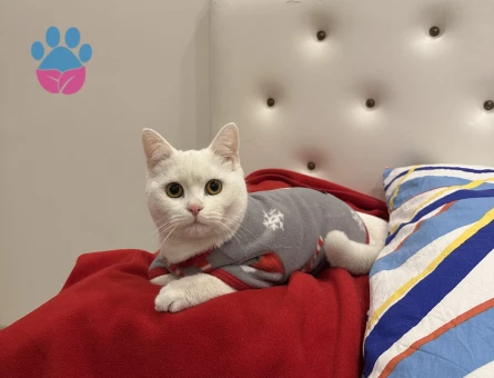 British Shorthair 11 Aylık Eş Arıyor