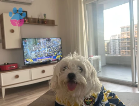 0 numara kızıma yine 0 numara Maltese Terrier eş arıyorum