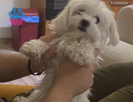 0 numara kızıma yine 0 numara Maltese Terrier eş arıyorum