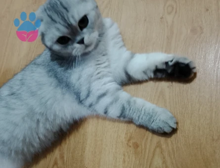 British Shorthair 20 aylık dişi