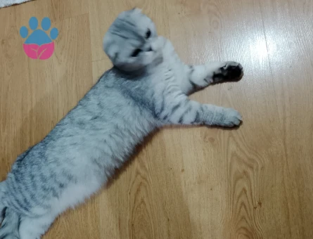 British Shorthair 20 aylık dişi