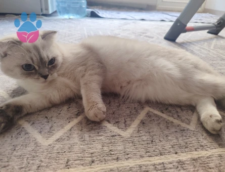 British shorthair dişi kedime eş arıyorum