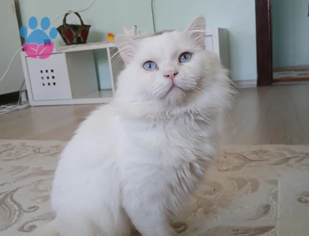 British Longhair Ares Eş Arıyor