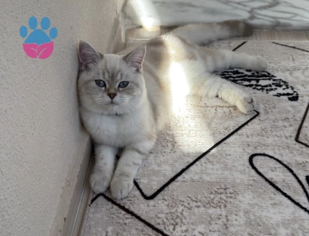 British Shortair Oğlum Bulut Eş Arıyor