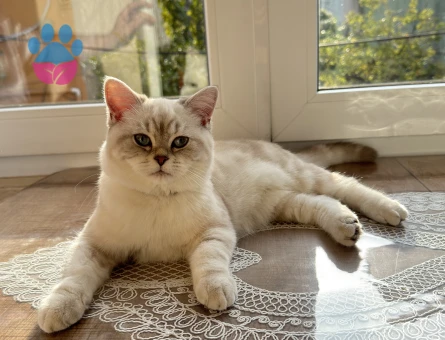 British Shortair Oğlum Bulut Eş Arıyor