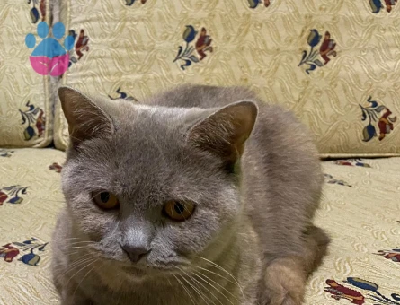 british Erkek eş aranıyor