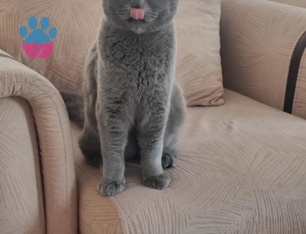 Scottish fold neredeyse 1 yaşında kızgınlık döneminde eş arıyoruz