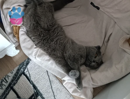 Scottish fold neredeyse 1 yaşında kızgınlık döneminde eş arıyoruz