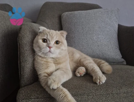 Scottish fold oğlumuza eş aramaktayız