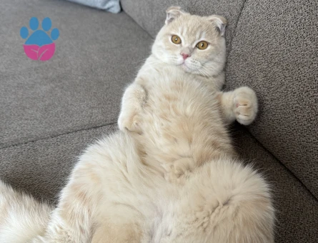 Scottish fold oğlumuza eş aramaktayız