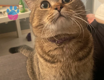 British Erkek kedim için eş arıyoruz acilll