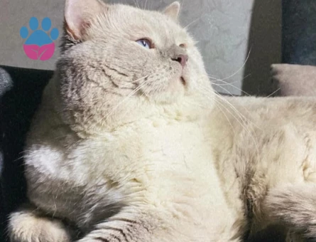 British kedime eş arıyorum