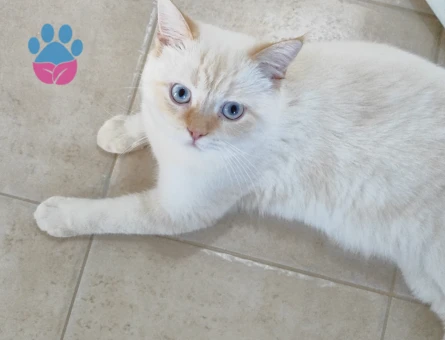 British sorthair Beyaz Erkek Kedime Eş Arıyorum