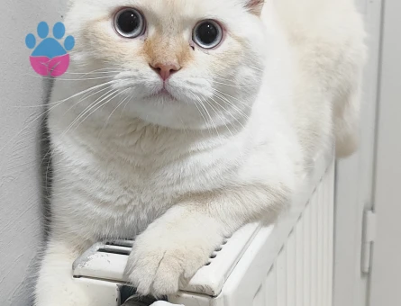 British sorthair Beyaz Erkek Kedime Eş Arıyorum