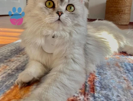 Secereli kedimiz için erkek arıyoruz