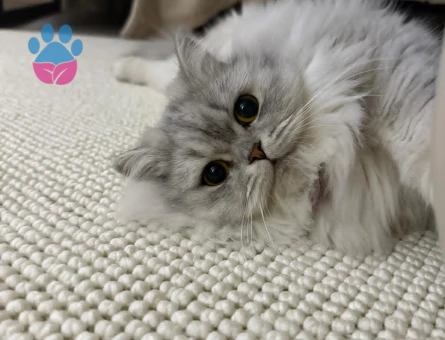 Secereli kedimiz için erkek arıyoruz