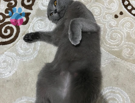 Kedim kızgınlıkta erkek british arıyorum.