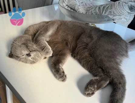 Kedim kızgınlıkta erkek british arıyorum.