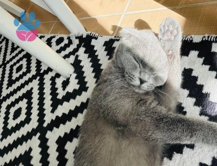 Kedim kızgınlıkta erkek british arıyorum.