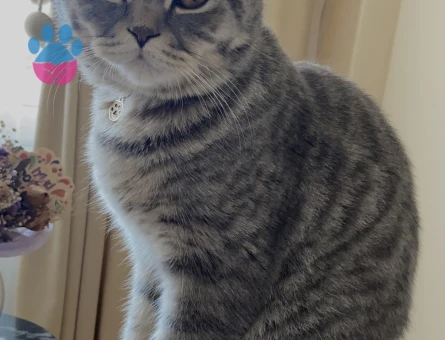 Oğluma eş arıyorum