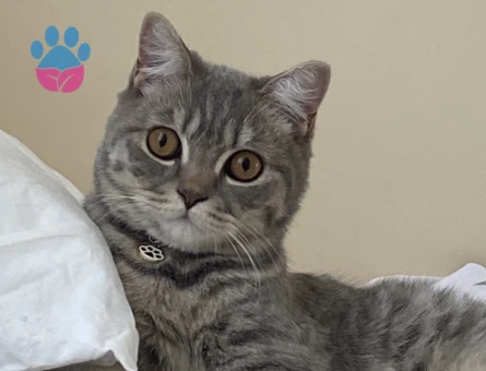 Oğluma eş arıyorum