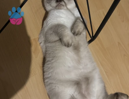 1 yaşında scottish fold erkek kedime eş arıyoruz