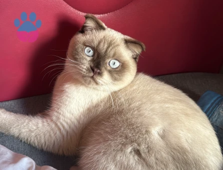 1 yaşında scottish fold erkek kedime eş arıyoruz