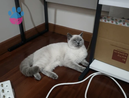 10 aylık blue point kızımıza damat arıyoruz