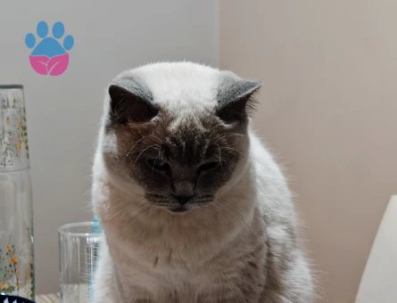 10 aylık blue point kızımıza damat arıyoruz